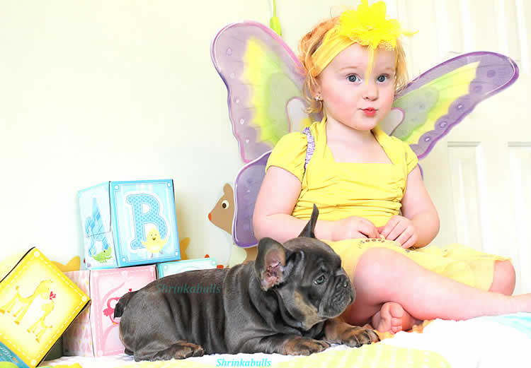 Girl in fairy costume with cute Frenchie for sale Shrinkabulls